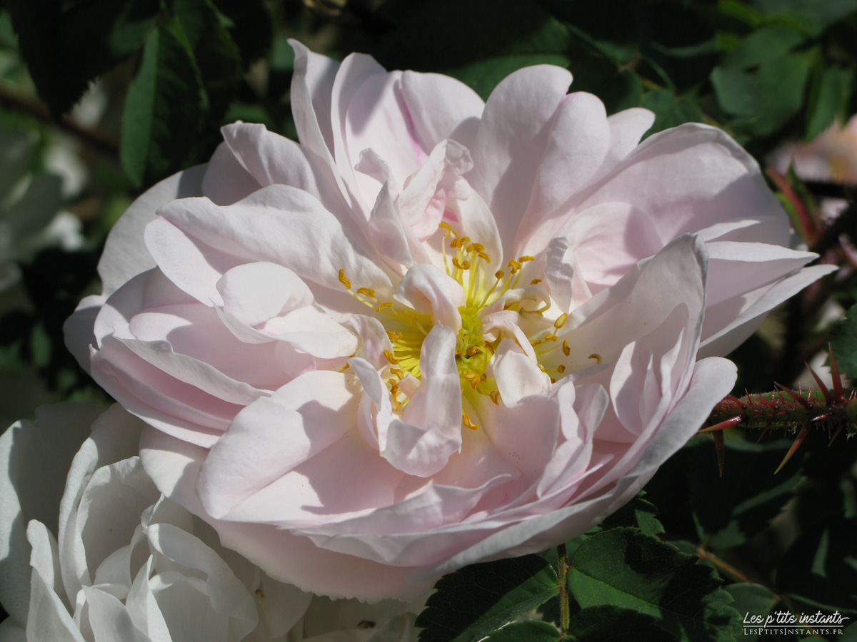 Roseraie de L'Haÿ-les-Roses (Val-de-Marne)