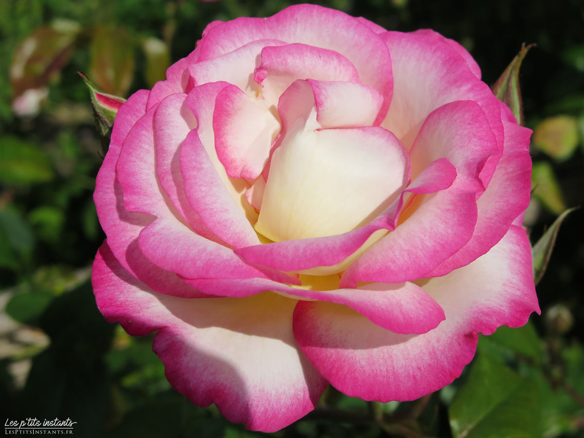 Roseraie de L'Haÿ-les-Roses (Val-de-Marne)