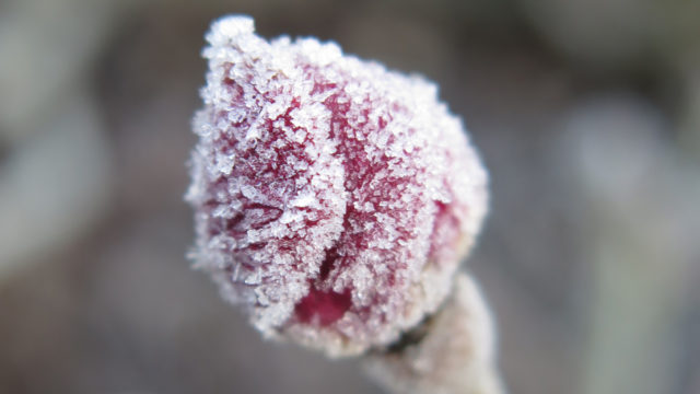 Givre sur un bouton de rose