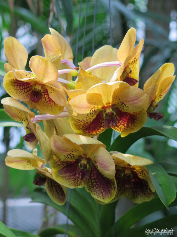 Exposition "Mille & une orchidées", Grandes Serres du Jardin des Plantes, Paris 5