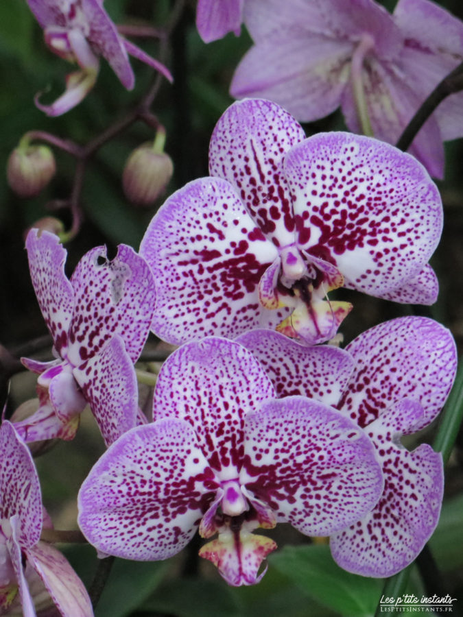 Orchidée-papillon - Exposition "Mille & une orchidées", Grandes Serres du Jardin des Plantes, Paris 5