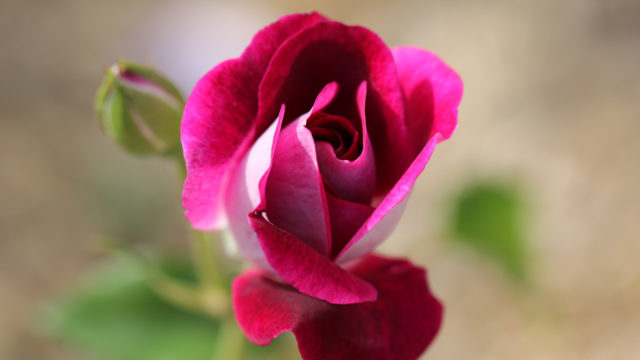Roses Burgundy Ice
