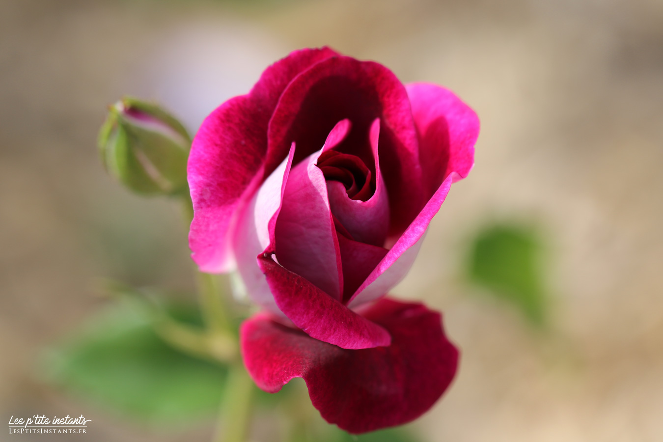 “Burgundy Ice” roses