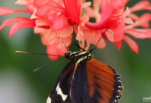 Papillons exotiques