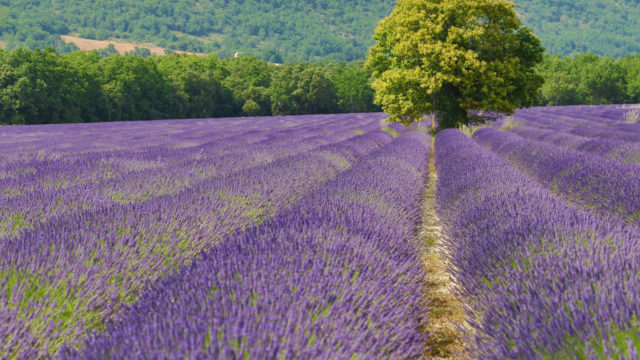 L’or bleu de Provence (1/2)