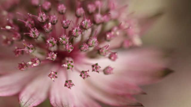Astrantia