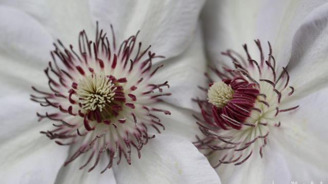 Le printemps, explosion de blancheur