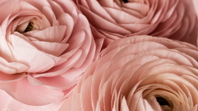 L'hiver en rose