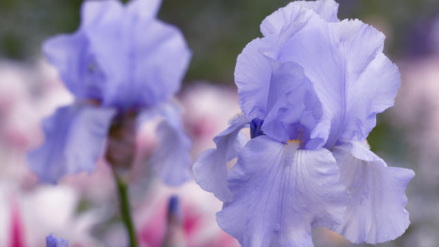 Les fleurs de Giverny