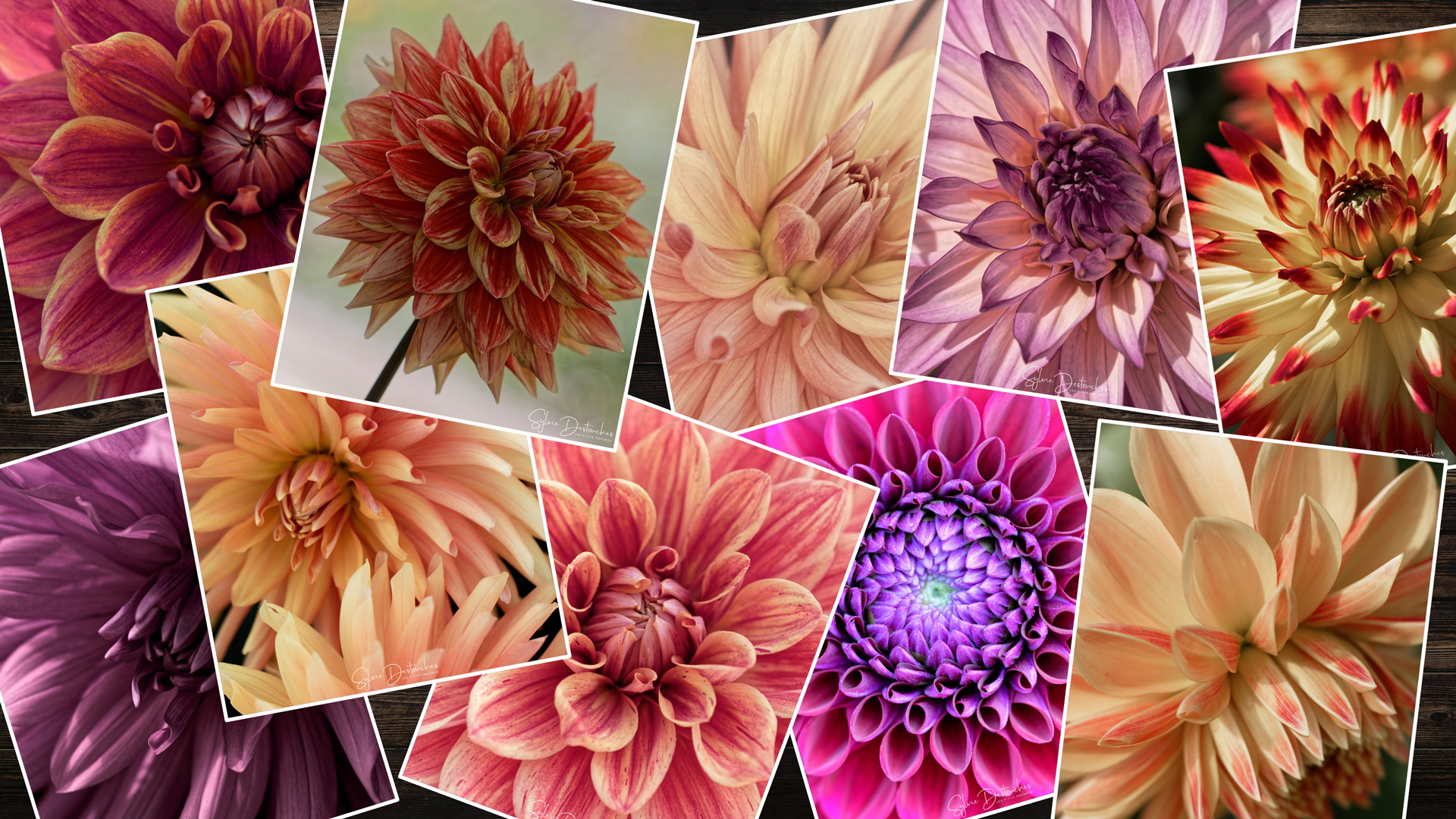 Dahlia #1