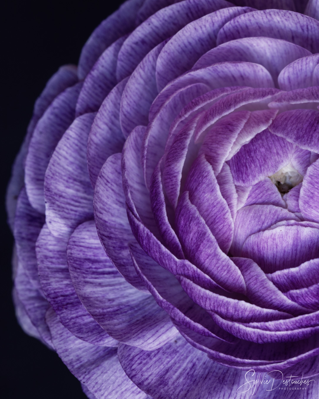 Purple ranunculus - Renoncule violette