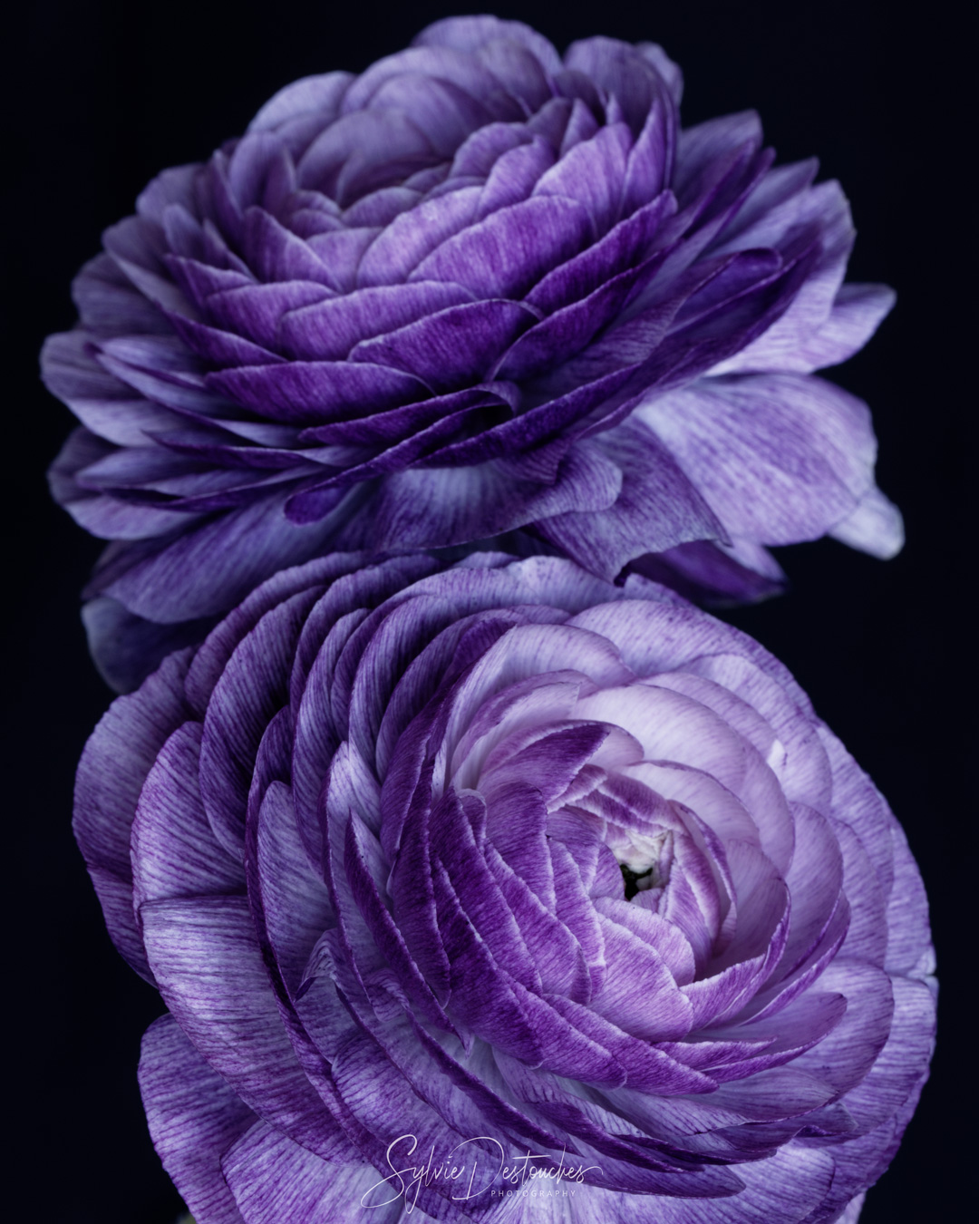 Purple ranunculus - Renoncule violette