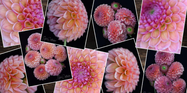 Dahlia #3