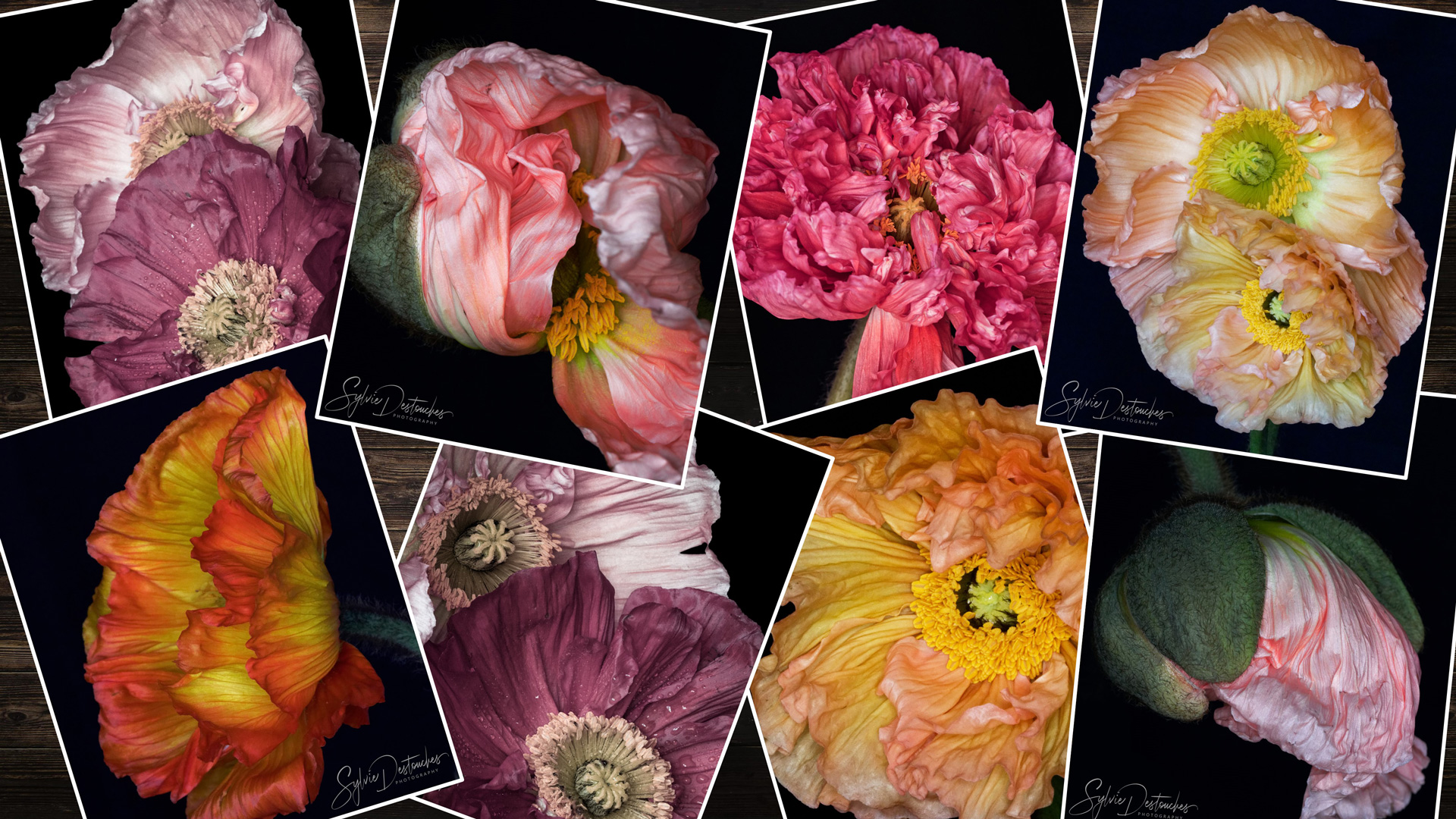 Papaver #1