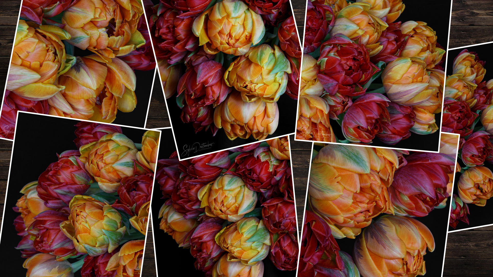 Tulipa #2