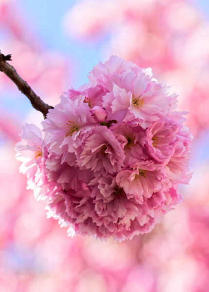 Fleurs de cerisier 014