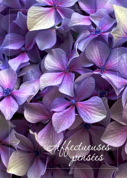 Hydrangea 008