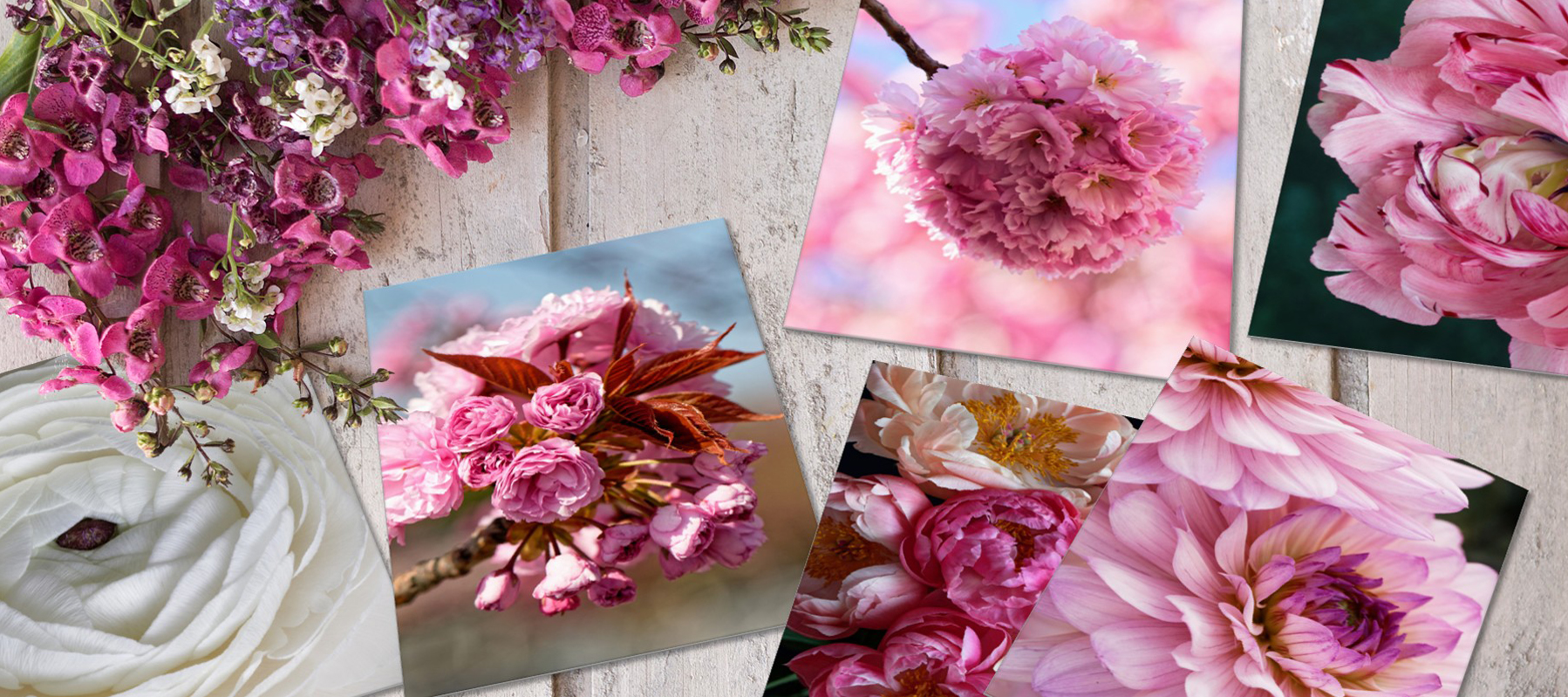 Collection ESSENTIELLE