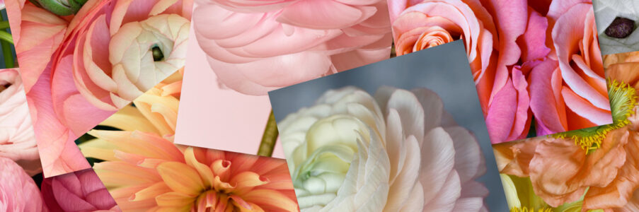 Collection ESSENTIELLE