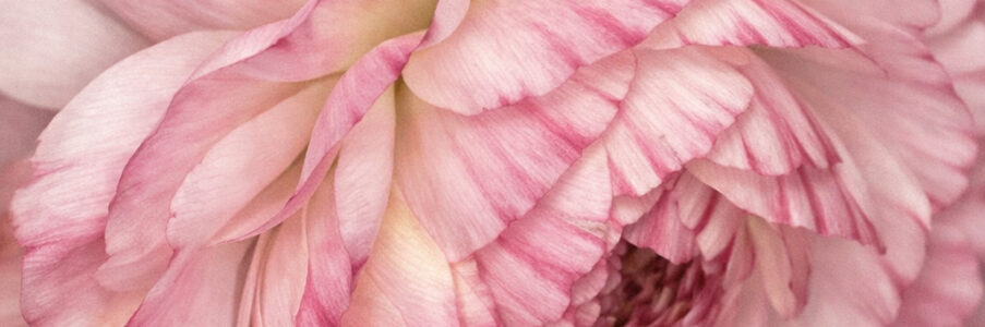 Carnet de Fleurs