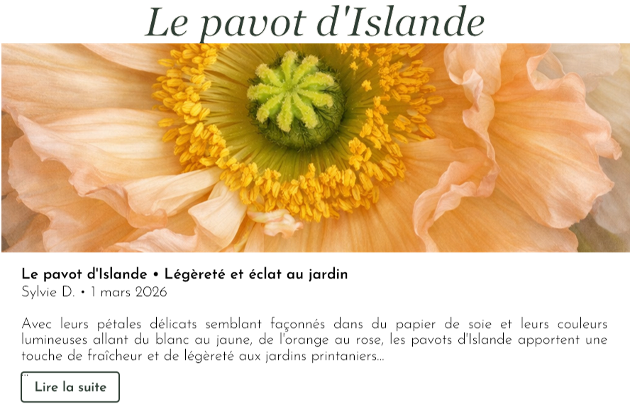 Le pavot d'Islande
