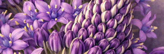 Les fleurs violettes