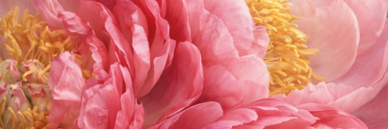 La pivoine