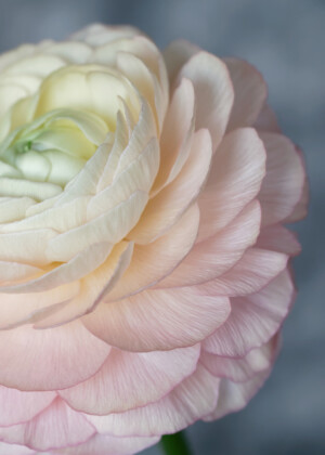 Renoncule rose poudré Renoncule rose poudré - Série Renoncules - E001