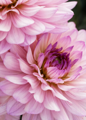 Dahlias roses - Série Dahlias - E003