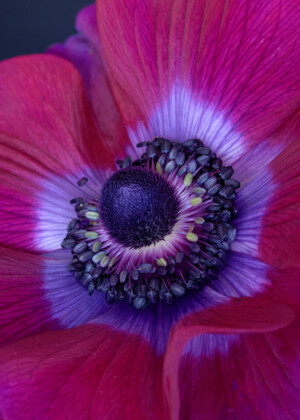 Cœur d'anémone rouge Cœur d'anémone rouge - Série Anémones - E004