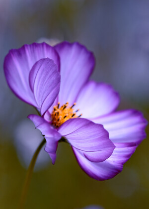Cosmos violet - Série Eté - E005