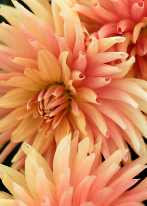 Dahlias orangés - Série Dahlias - E006