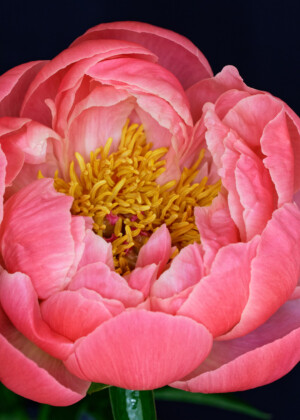 Pivoine corail - Série Pivoines - E007