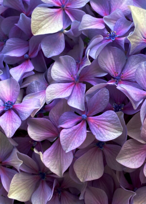 Hydrangea mauve - Série Eté - E008