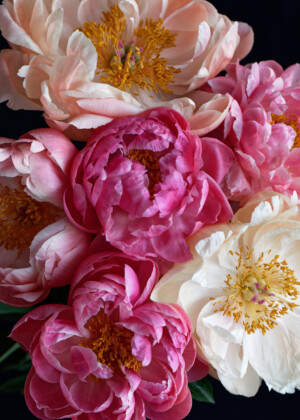 Six pivoines corail - Série Pivoines - E012