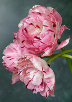 Trois tulipes roses - Série Tulipes - E021