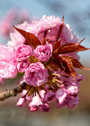Fleurs de cerisier - Série Printemps - E025