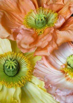 Trois pavots orangés Trois pavots orangés - Série Pavots - E026