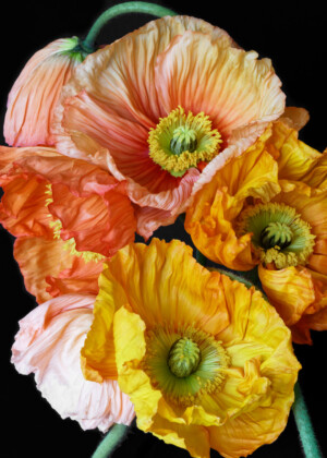 Six pavots orangés - Série Pavots - E027