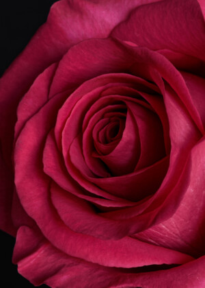 Cœur de rose rouge - Série Roses - E031
