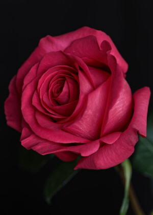 Rose rouge - Série Roses - E032