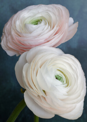 Duo de renoncules pastel Duo de renoncules pastel - Série Renoncules - E038