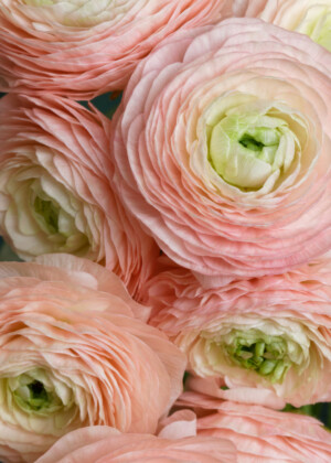 Renoncules corail pâle Renoncules corail pâle - Série Renoncules - E042