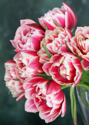 Bouquet de tulipes bicolores - Série Tulipes - E046