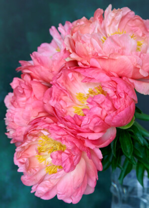 Bouquet de pivoines corail Bouquet de pivoines corail - Série Pivoines - E049