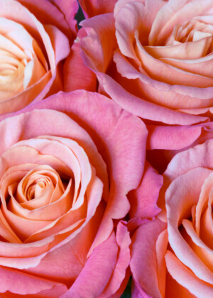 Roses corail - Série Roses - E061