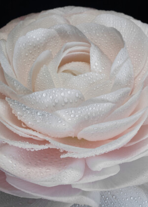 Renoncule nacrée Renoncule nacrée - Série Renoncules - E086