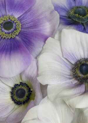 Anémones mauves Anémones mauves - Série Anémones - E095