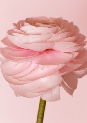 Renoncule rose dragée Renoncule rose dragée - Série Renoncules - E002