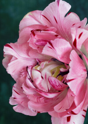 Tulipe rose - Série Tulipes - E022